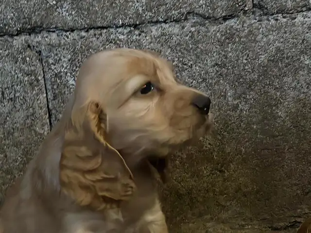 Cocker spaniel θηλυκά, Larnaca — Kornos