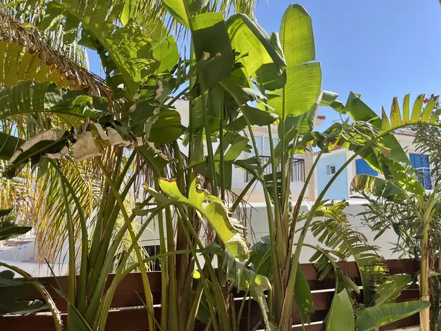 4 spectacular large strelitzia nicolai banana, Famagusta — Protaras