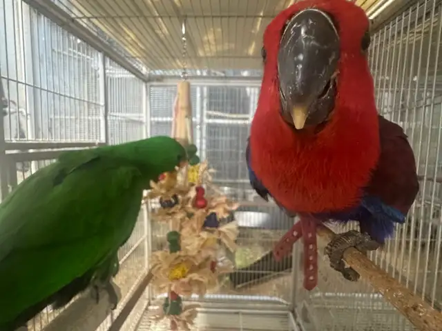 Eclectus pair, Nicosia — Egkomi - Makedonitissa
