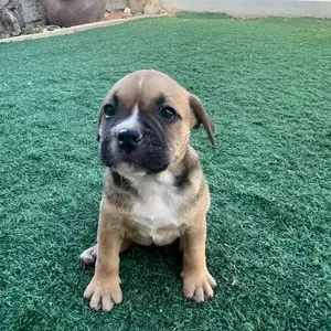 French staff puppies, Nicosia — Anageia