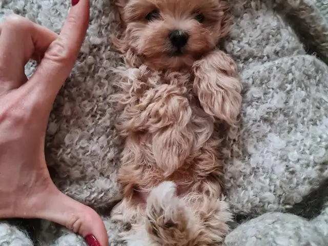 Micro maltipoo f1., Larnaca — Oroklini