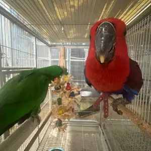 Eclectus pair, Επαρχία Λευκωσίας — Έγκωμη - Μακεδονίτισσα