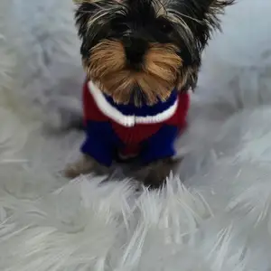 Yorkshire terrier, Larnaca — Pyla