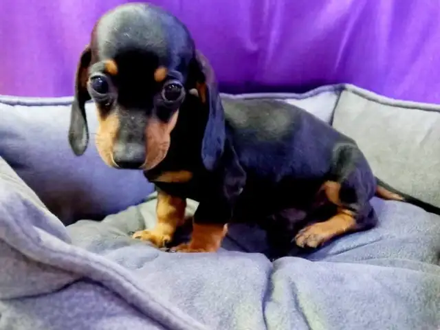 DACHSHUND female miniature, Famagusta — Agia Napa