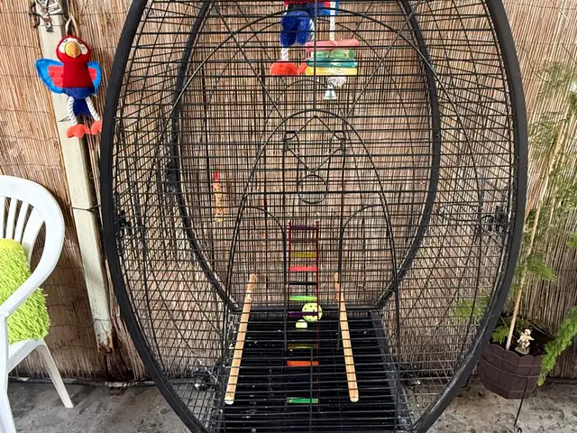Big big for parrots, Limassol — Agios Ioannis Lemesou