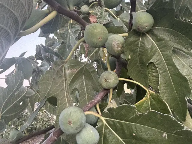 Mature fruit-bearing fig tree, Επαρχία Λάρνακας — Κιβισίλι