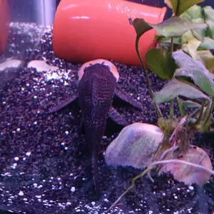 Πακετο 1 πλέκο 20cm,2 harlequin rasboras και 1 zebra loach, Επαρχία Λάρνακας — Λάρνακα - Σωτήρος