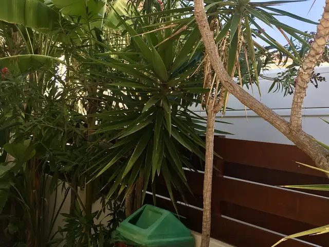 Yucca in a pot, Επαρχία Αμμοχώστου — Πρωταράς
