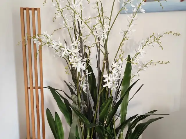 Artificial Dancing Orchid, Επαρχία Λεμεσού — Λεμεσός - Άγιος Ιωάννης