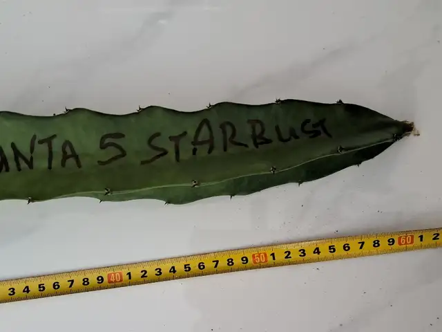 Dragon fruit cutting, Επαρχία Λευκωσίας — Λακατάμεια - Αρχαγγέλος-Ανθούπολη