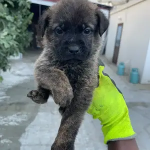 German Shepherd, Επαρχία Λευκωσίας — Κλήρου