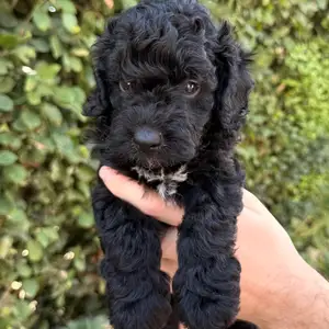 Mini poodle puppy, Επαρχία Λεμεσού — Λεμεσός - Αγία Φύλα