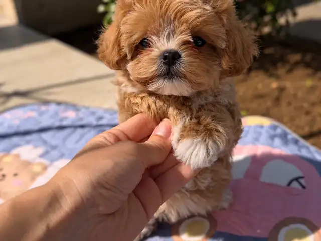 Maltipoo f1 female puppy, Επαρχία Λευκωσίας — Λακατάμεια - Αγία Παρασκευή
