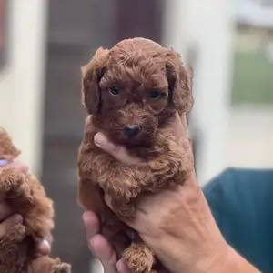 Miniature female poodle the last one, Limassol — Germasogeia