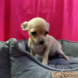 Chihuahua puppy female, Επαρχία Αμμοχώστου — Αγία Νάπα