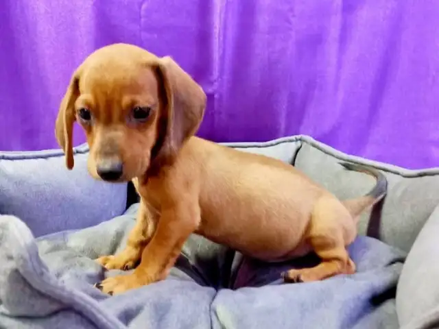 DACHSHUND male miniature, Famagusta — Agia Napa