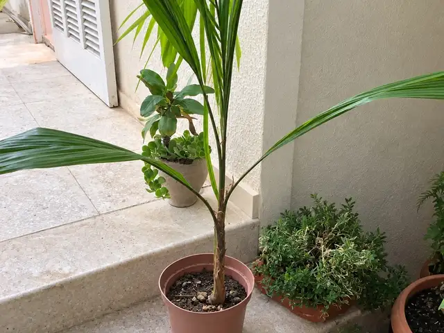 Arecastrum palms - φοίνικες αροκάστρουμ σε ποσότητα, Επαρχία Λάρνακας — Λάρνακα - Καμάρες