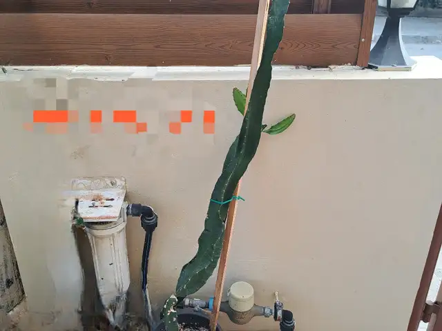 Dragon fruit, armando, Nicosia — Lakatameia - Archangelos-Anthoupoli