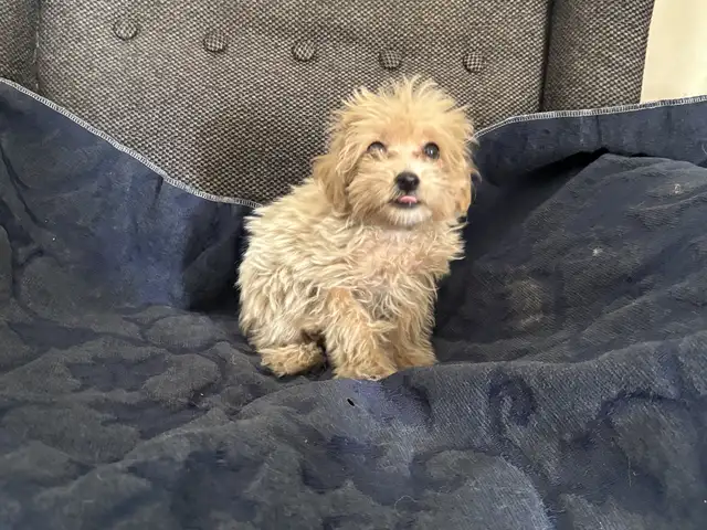 Teacup maltipoo, Nicosia — Nicosia - Ag. Antonios