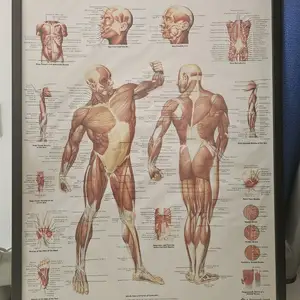 The Human Musculature, Limassol — Limassol - Petrou Kai Pavlou