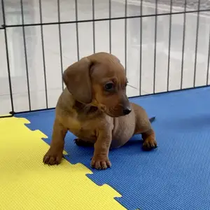 Dachshund, Επαρχία Λεμεσού — Άγιος Αθανάσιος