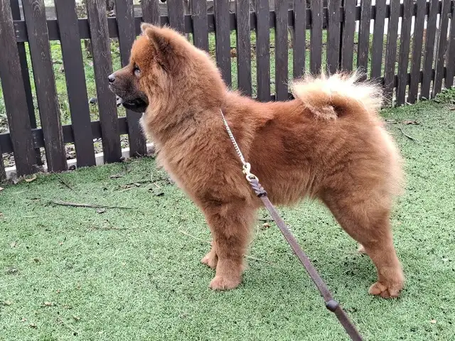 Chow chow, Famagusta — Deryneia