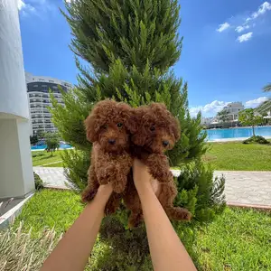 Toy poodle quality, Επαρχία Λάρνακας — Πύλα