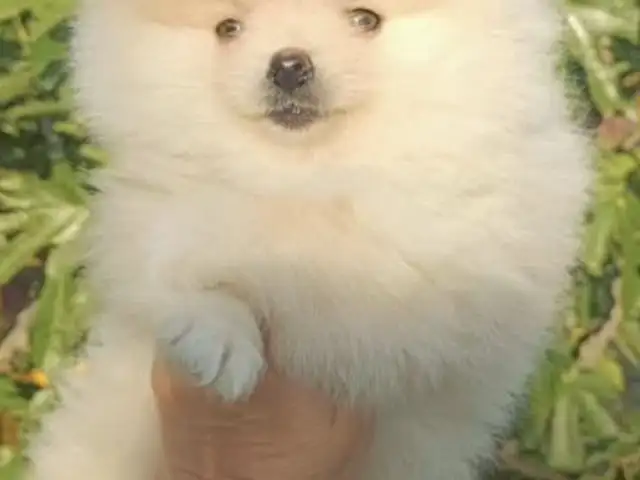 Pomeranian spitz with pedigree, Επαρχία Λεμεσού — Άγιος Τύχων