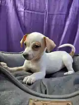 Chihuahua puppy, Famagusta — Agia Napa - 12