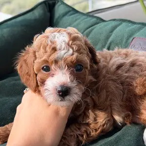 Toy poodle girl, Επαρχία Λάρνακας — Λάρνακα - Φοινικούδες