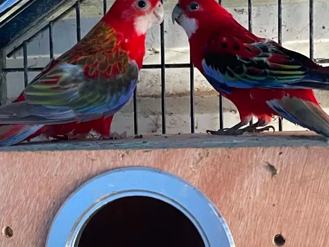 Ζευγάρι eastern rosella, Paphos — Geroskipou - Neapolis