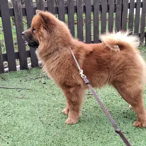 Chow chow, Επαρχία Αμμοχώστου — Δερύνεια