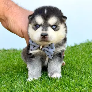 Pomsky puppy, Επαρχία Λεμεσού — Λεμεσός - Άγιος Αντώνιος