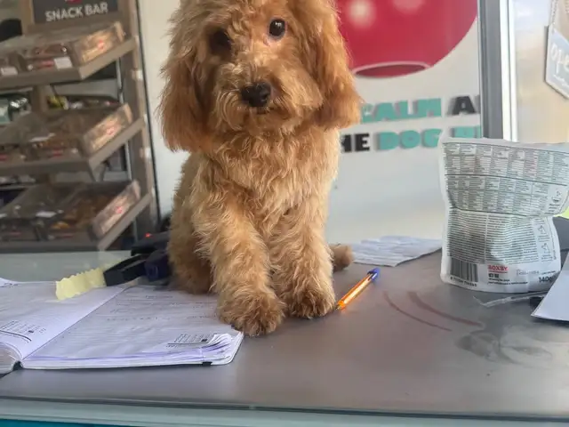 Toy poodle, Επαρχία Λευκωσίας — Έγκωμη - Μακεδονίτισσα