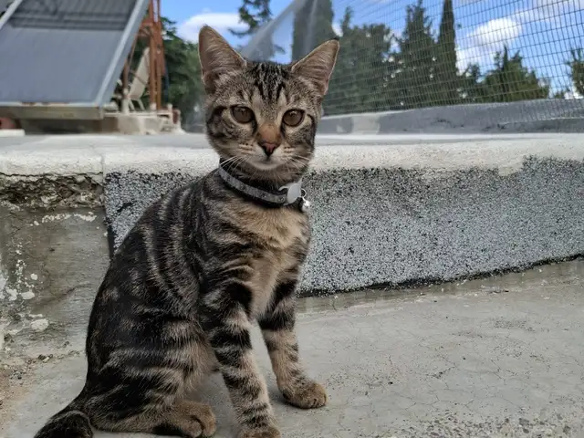 Για ιοθεσια, looking for a home, Larnaca — Lefkara Pano