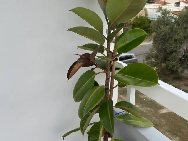 Ficus, Larnaca — Larnaka - Kamares
