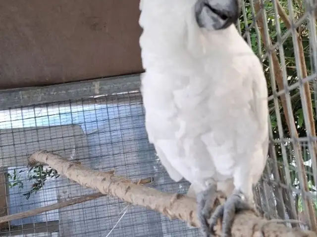 Umbrella cockatoo, Επαρχία Λάρνακας — Λάρνακα - Σκάλα