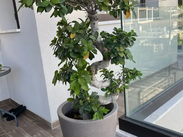 Bonsaï style tree, Επαρχία Λεμεσού — Γερμασόγεια