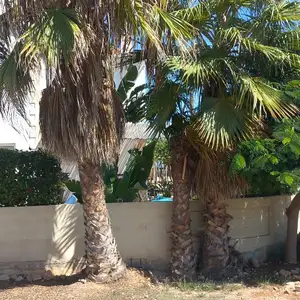 Large palm trees, Famagusta — Agia Napa