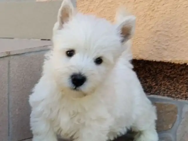 West highland white terrier puppies, Larnaca — Larnaka - Skala