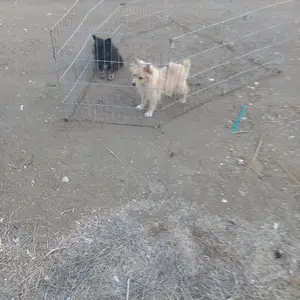 Pomeranian spitz, Larnaca — Lefkara Kato