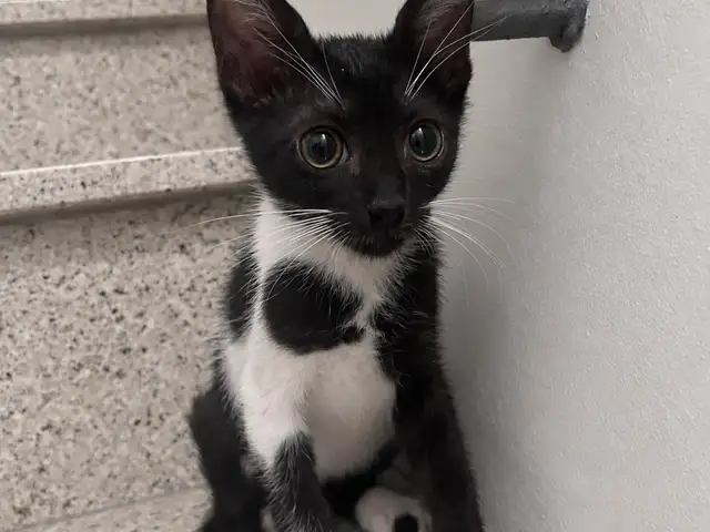 Our last little twins, Nicosia — Palouriotissa