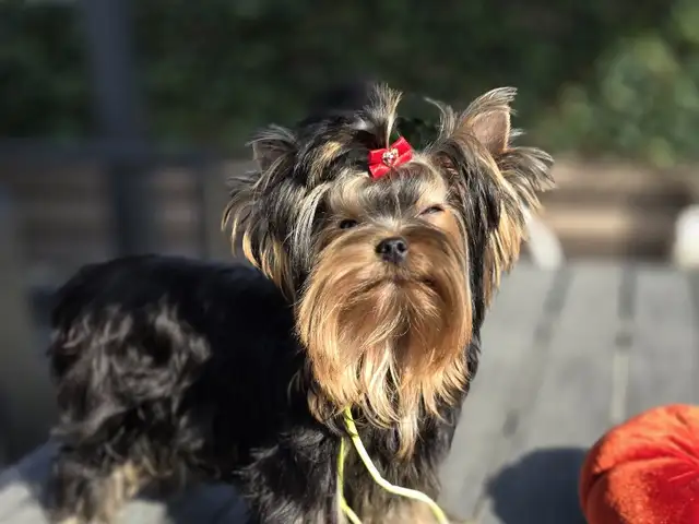Yorkshire terrier female, Larnaca — Dekeleia