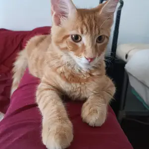 Mein coon kittens 5 months old, Limassol — Limassol - Agios Nicolaos