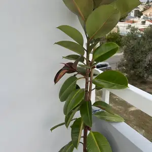 Ficus, Larnaca — Larnaka - Kamares