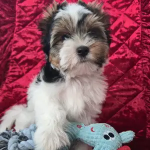 Biewer yorkshire terrier puppy, Limassol — Agios Tychon
