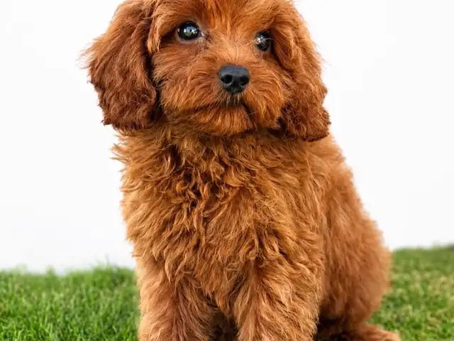 Cavapo puppy, Limassol — Limassol - Agios Antonios