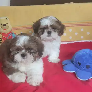 Shih tzu puppies, Επαρχία Λάρνακας — Λάρνακα - Σκάλα