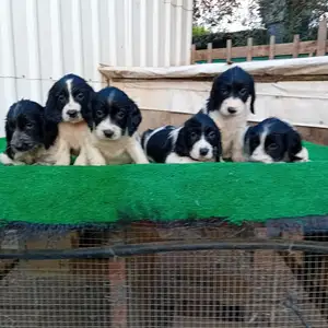 English springer spaniel, Επαρχία Λάρνακας — Μοσφιλωτή