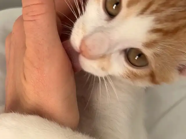 Very affectionate small kitten, Επαρχία Λάρνακας — Λάρνακα - Μακένζυ